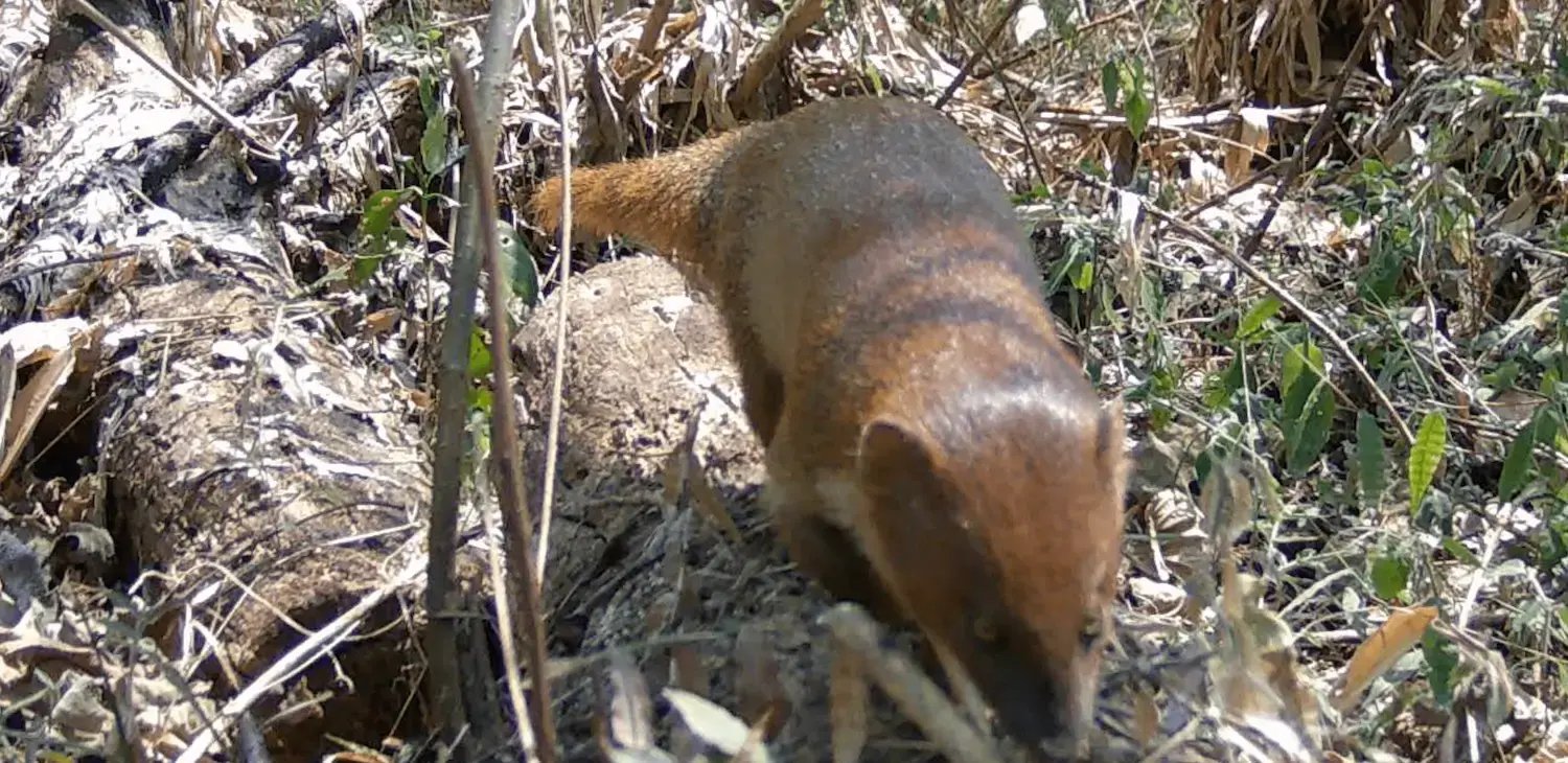 Asian mongoose (Herpestes javanicus) Wildlife in Slow Lakkhao farm