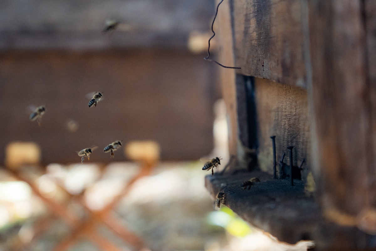 Bee box at Nampod farm17-1