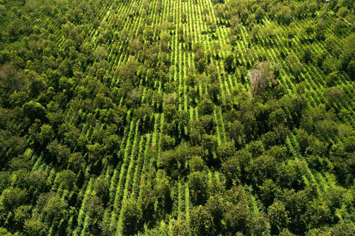 Drone shot of the coffee and canopy trees