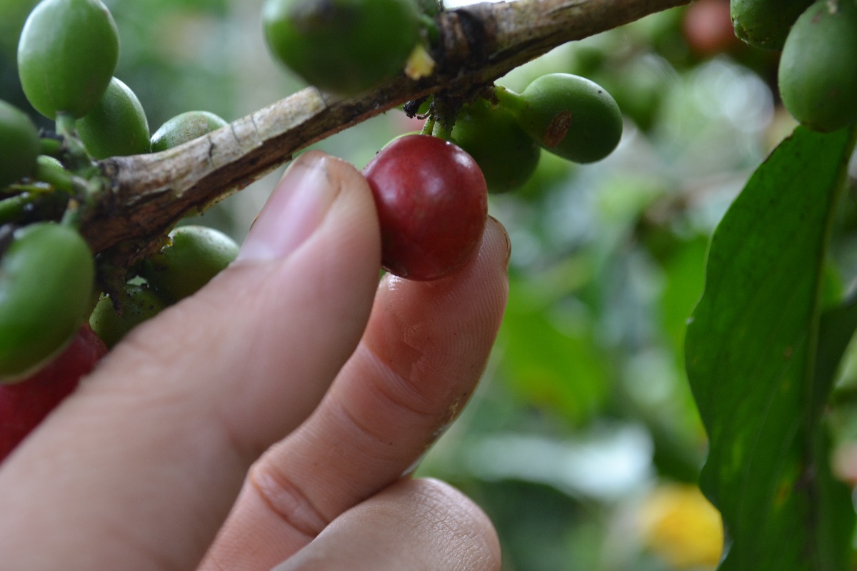 Each cherry, handpicked at peak ripeness, supports a nature-positive coffee journey, where farmers care for both the land and their livelihoods