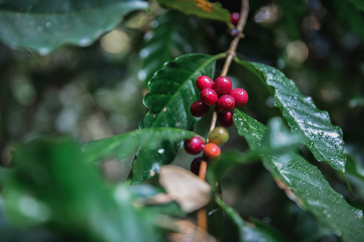 Coffee plant with cherries - Slow