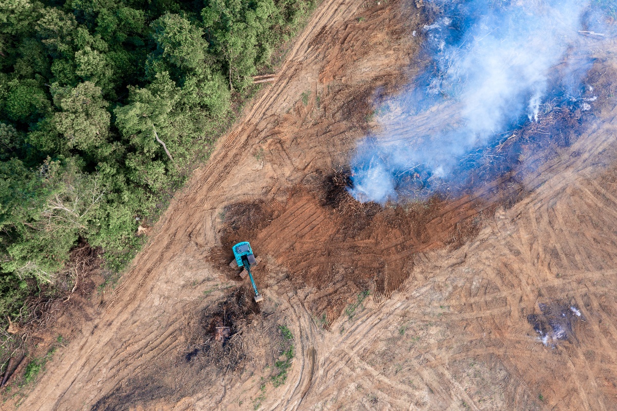 The caffeine connection to deforestation