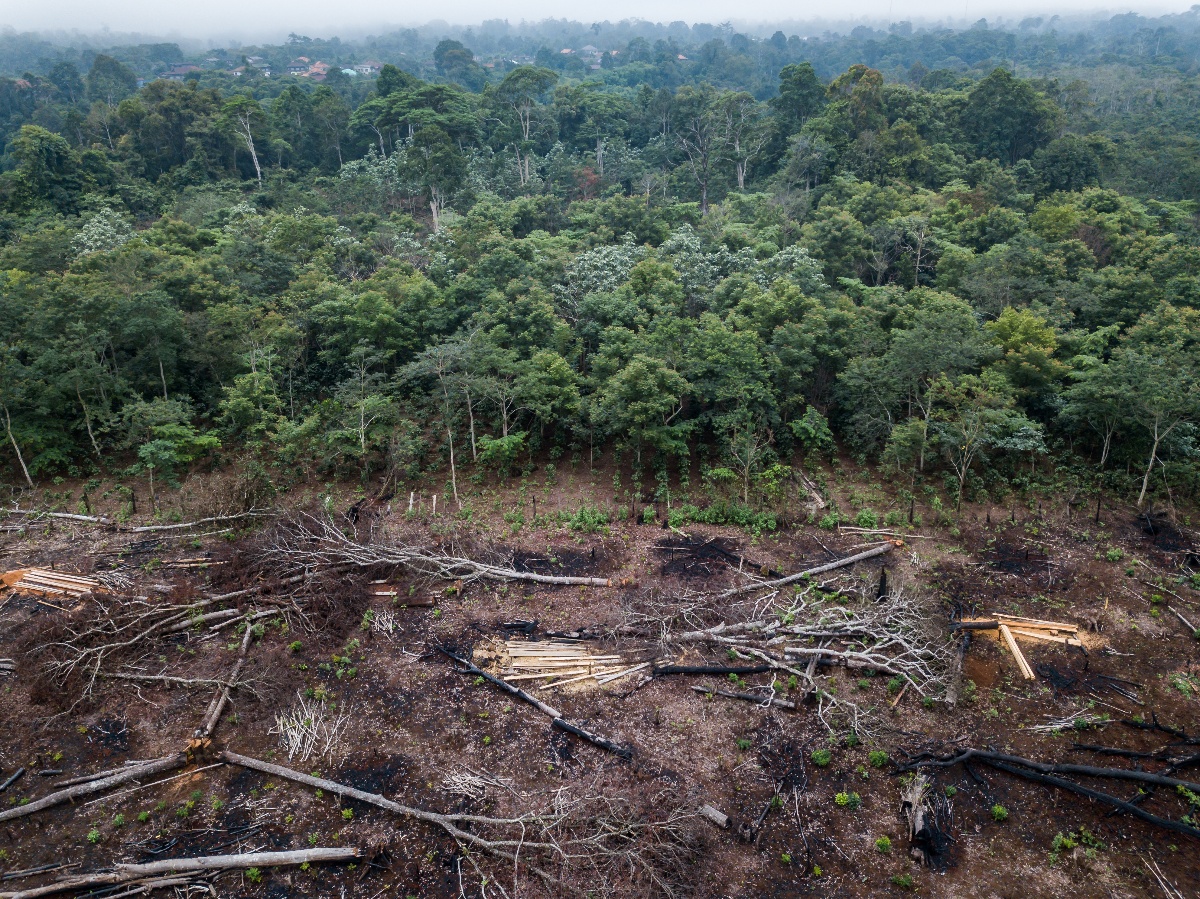 Deforestation to monoculture and agroforestry