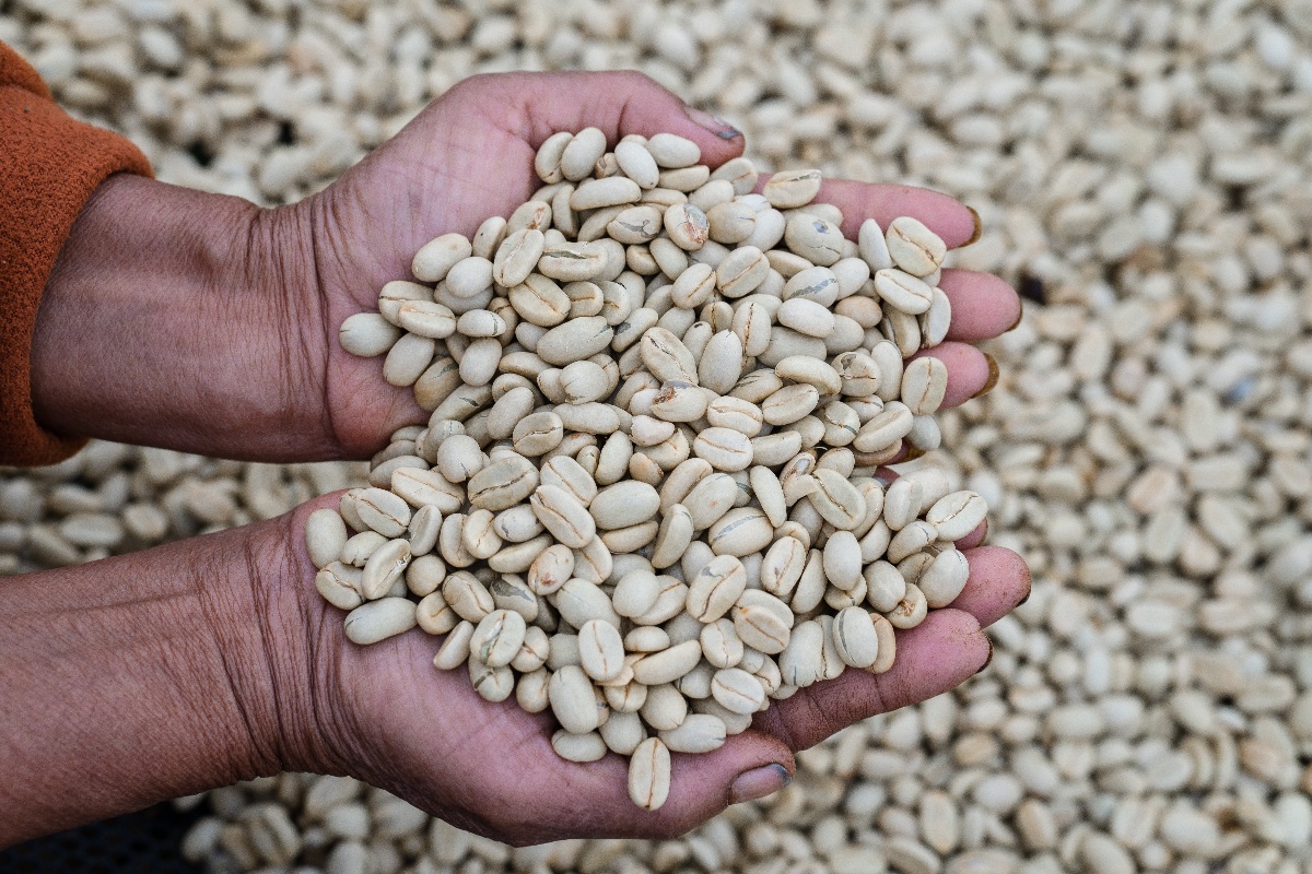 Dried coffee beans in Mrs. Wandees hands, reflecting the dedication of our farmers in Nongluang village, Laos. © SlowSaosavanth Ketmala