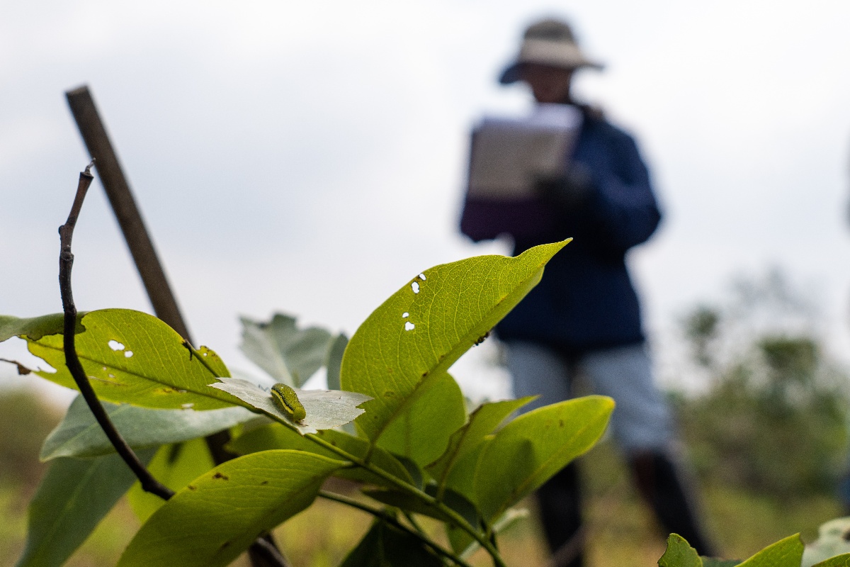 Our team monitoring tree survival rates in Phou Luang, Laos. © Slow/Saosavanth Ketmala