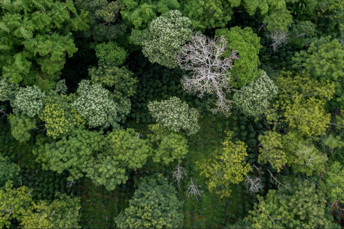 From above, Mrs. Soys farm, a member of Slows cooperative, showcases the benefits of agroforestry for coffee growth