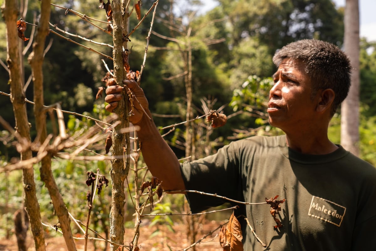 Heatwave damage on coffee farm - Slow Forest (Mr. Buasy Huayjiet village)