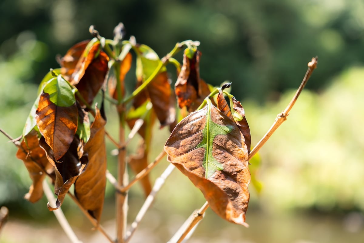 Heatwave damage on coffee farm - Slow forest