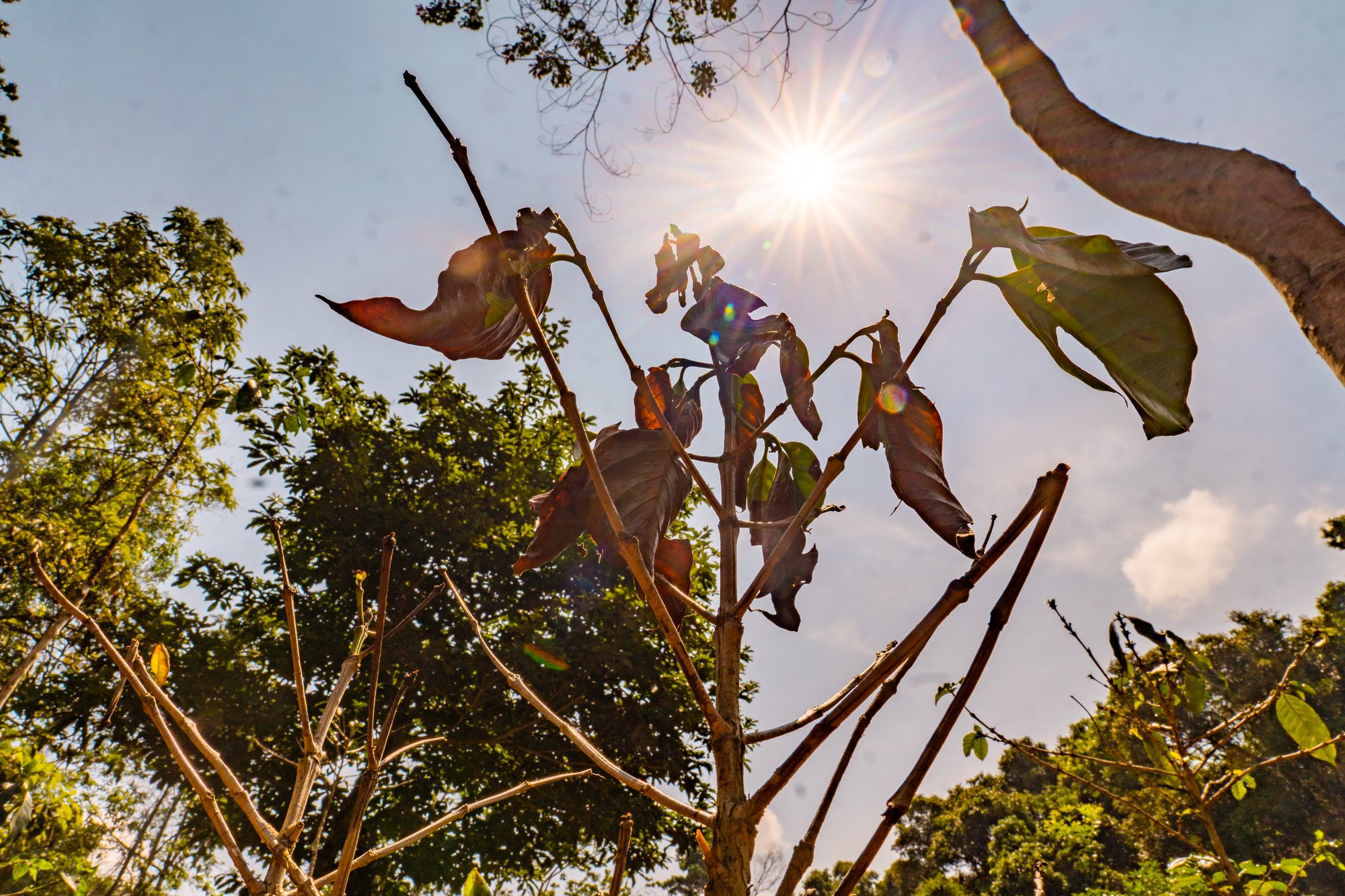 Heatwave damage on coffee farm4