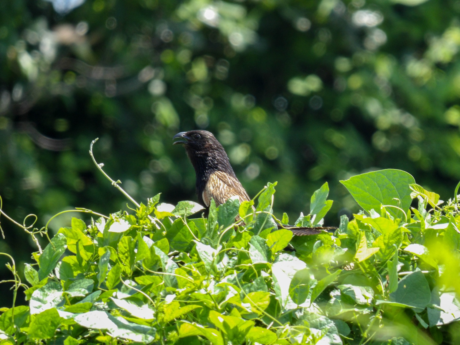 This bird is a common sight in our shade-grown coffee farms in Laos. © Slow