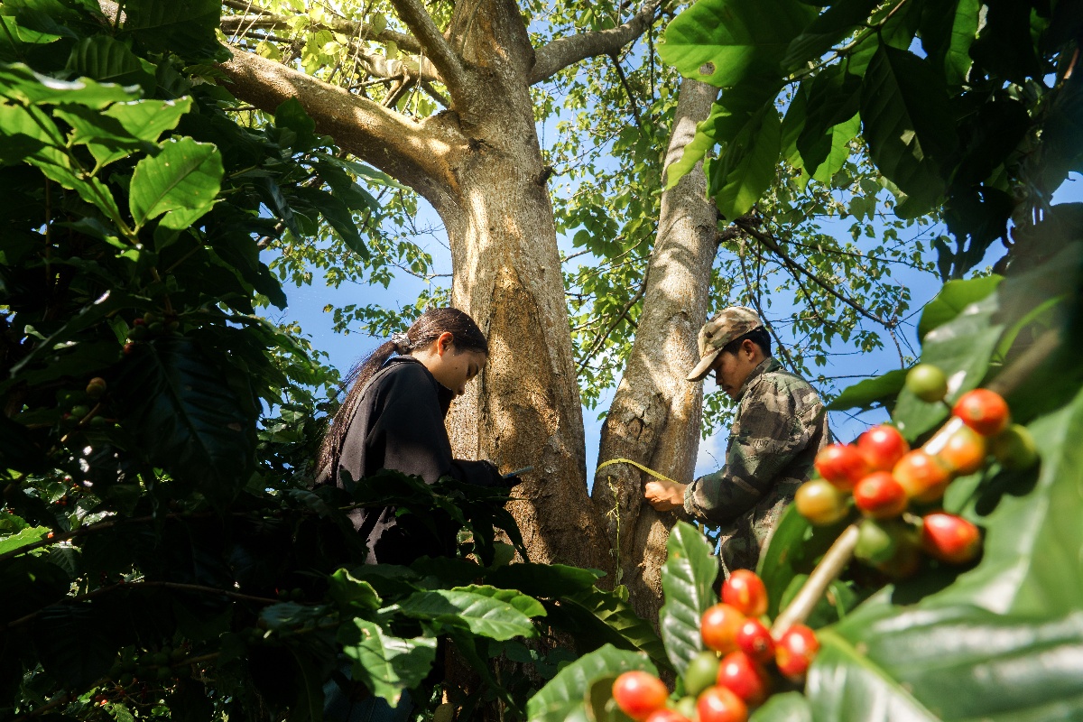 Protect coffee farms from climate change with buffer zones