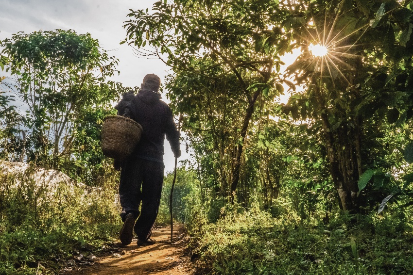 Mr Ham (local farmer) in Laos walks through a coffee agroforestry farm