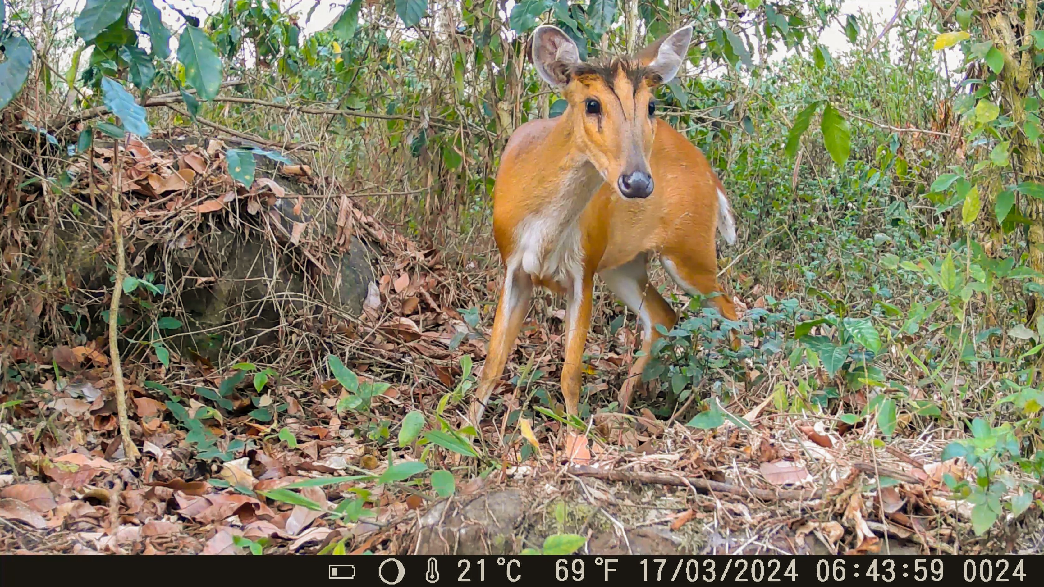 Discover the diverse wildlife of our coffee farm in Laos through our nature camera footage.