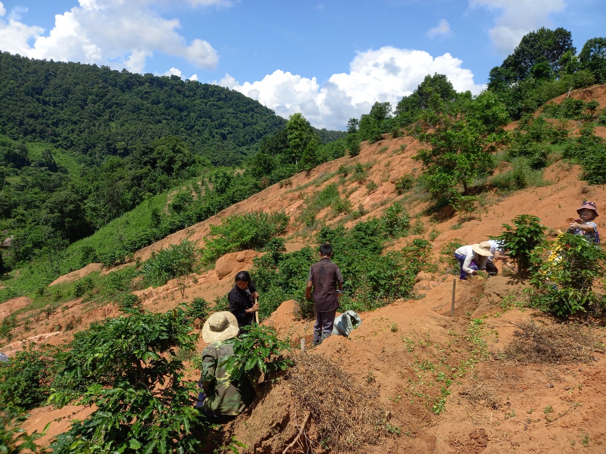 Planting cover crops to restore the land and prevent landslides. © Slow