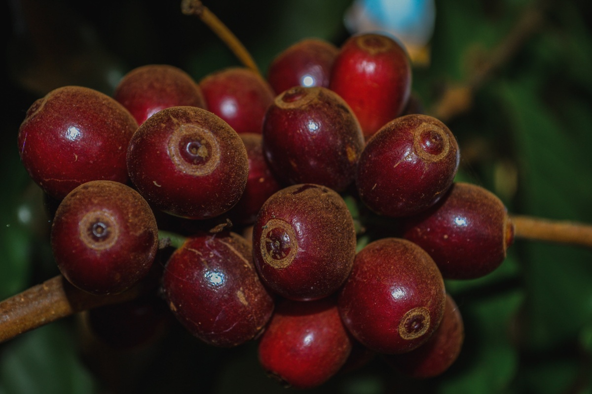 Ripe coffee cherries on Slow's farm in Laos. © Slow/Saosavanth Ketmala