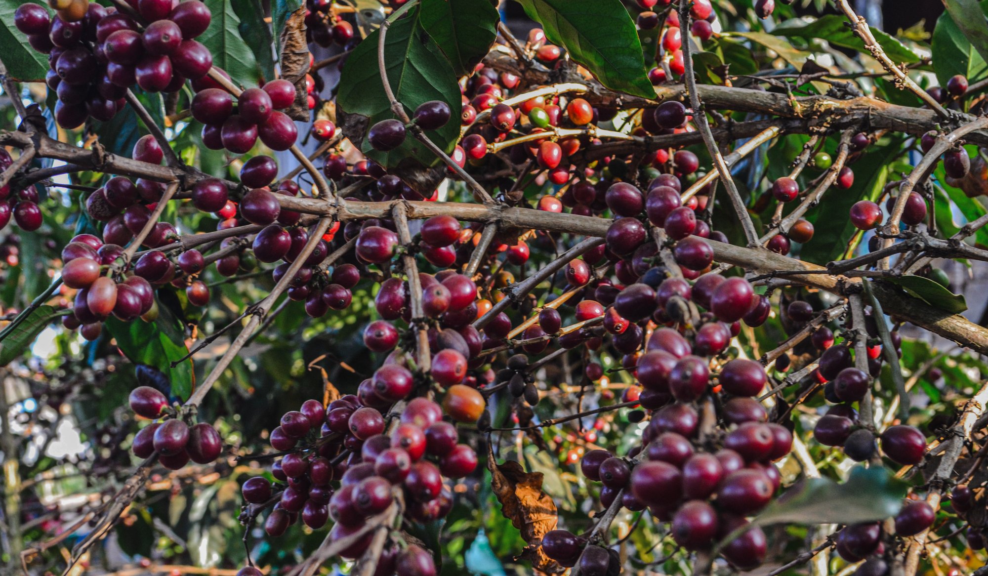 Ripe coffee cherries (8)