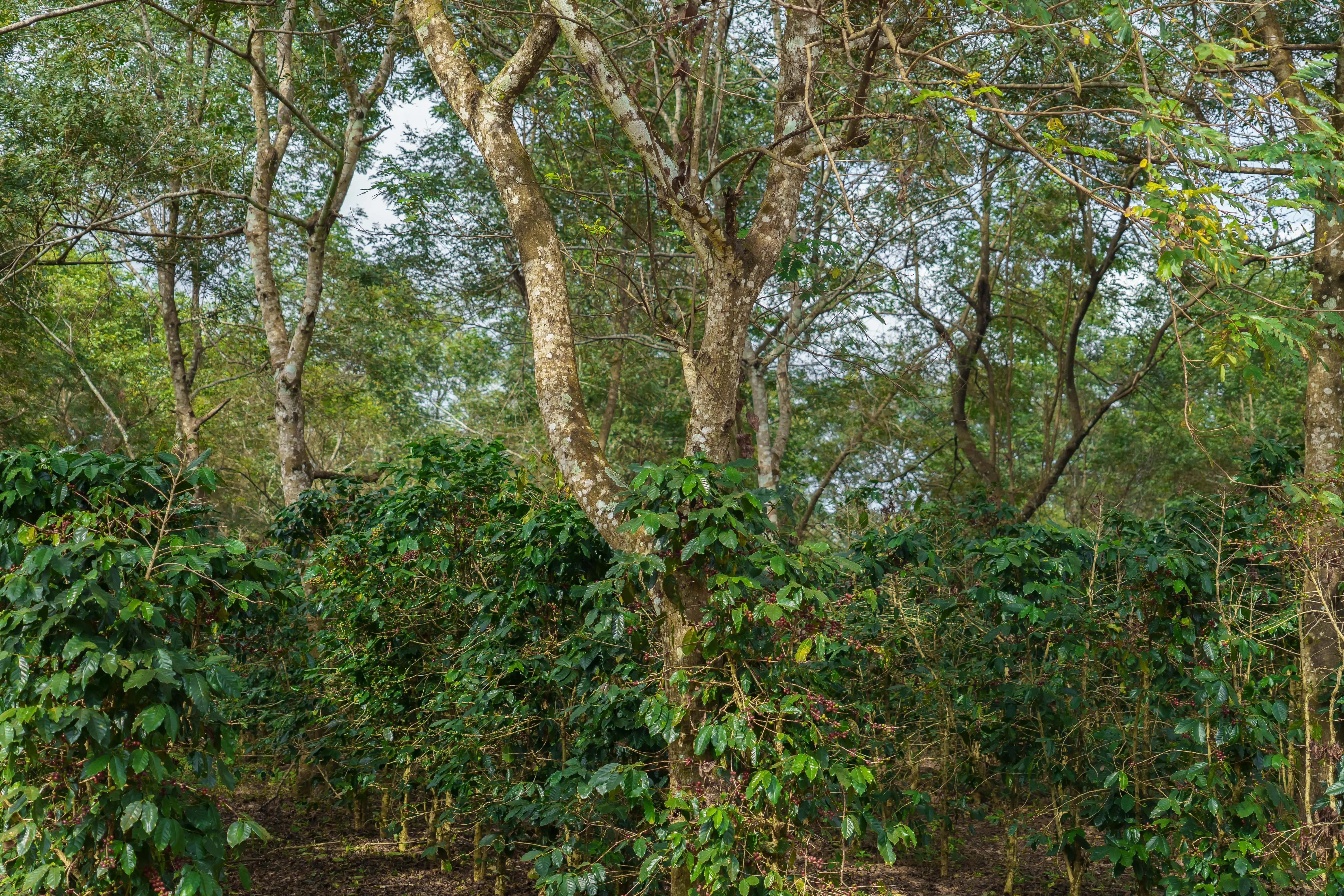 Slow ensures high-quality coffee by nurturing coffee growth in forest-friendly environments, prioritizing sustainability and forest protection
