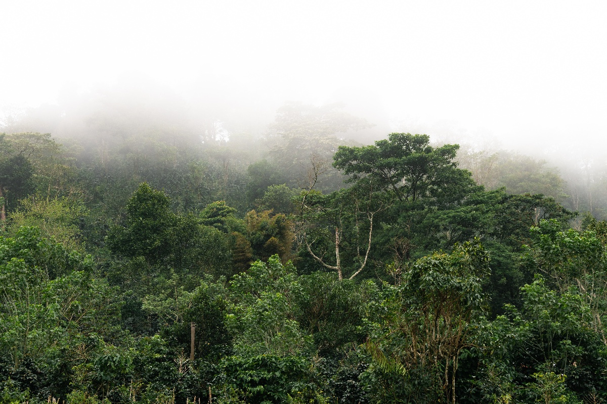 Slow forest coffee foggy