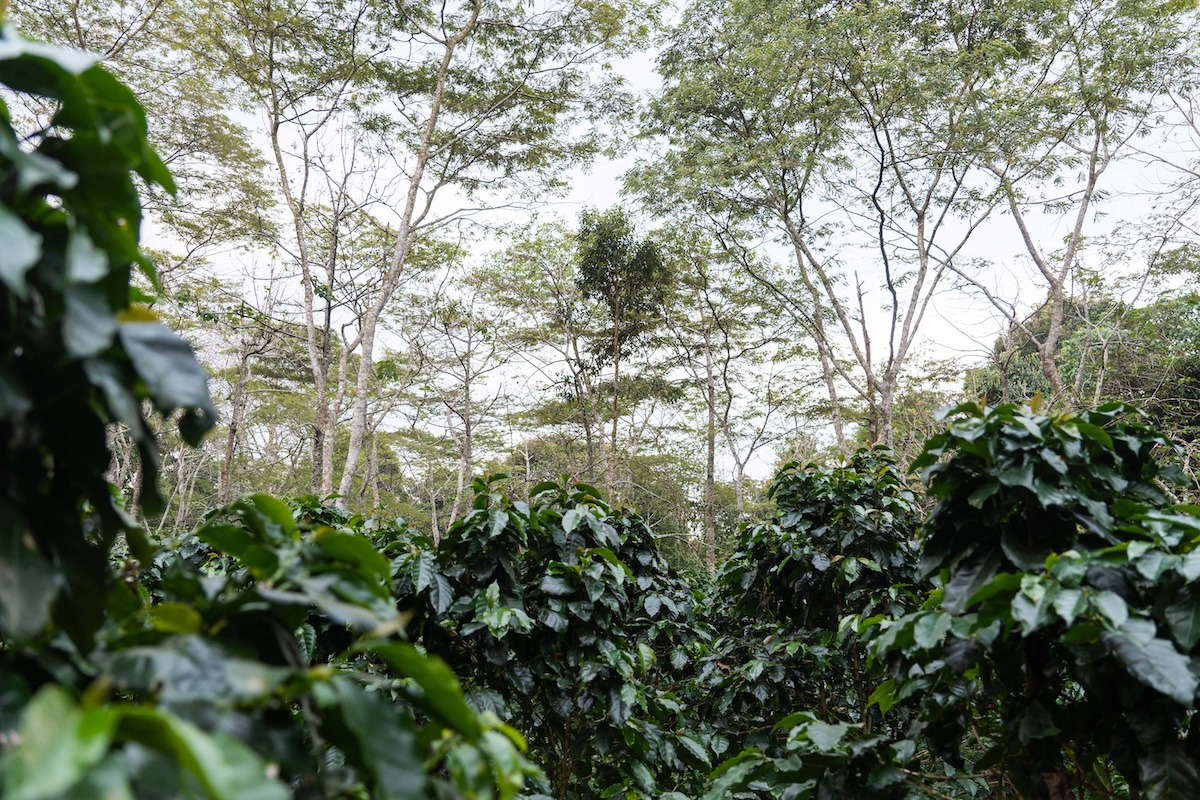 Learn how biodiversity in coffee production ensures a thriving ecosystem