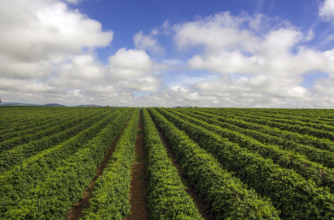 Sun-grown coffee cultivated in open fields