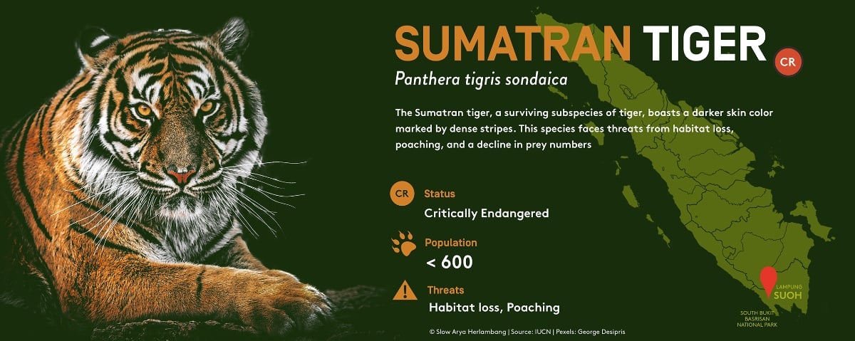 Sumatran Tiger Panthera Tigris Infographic