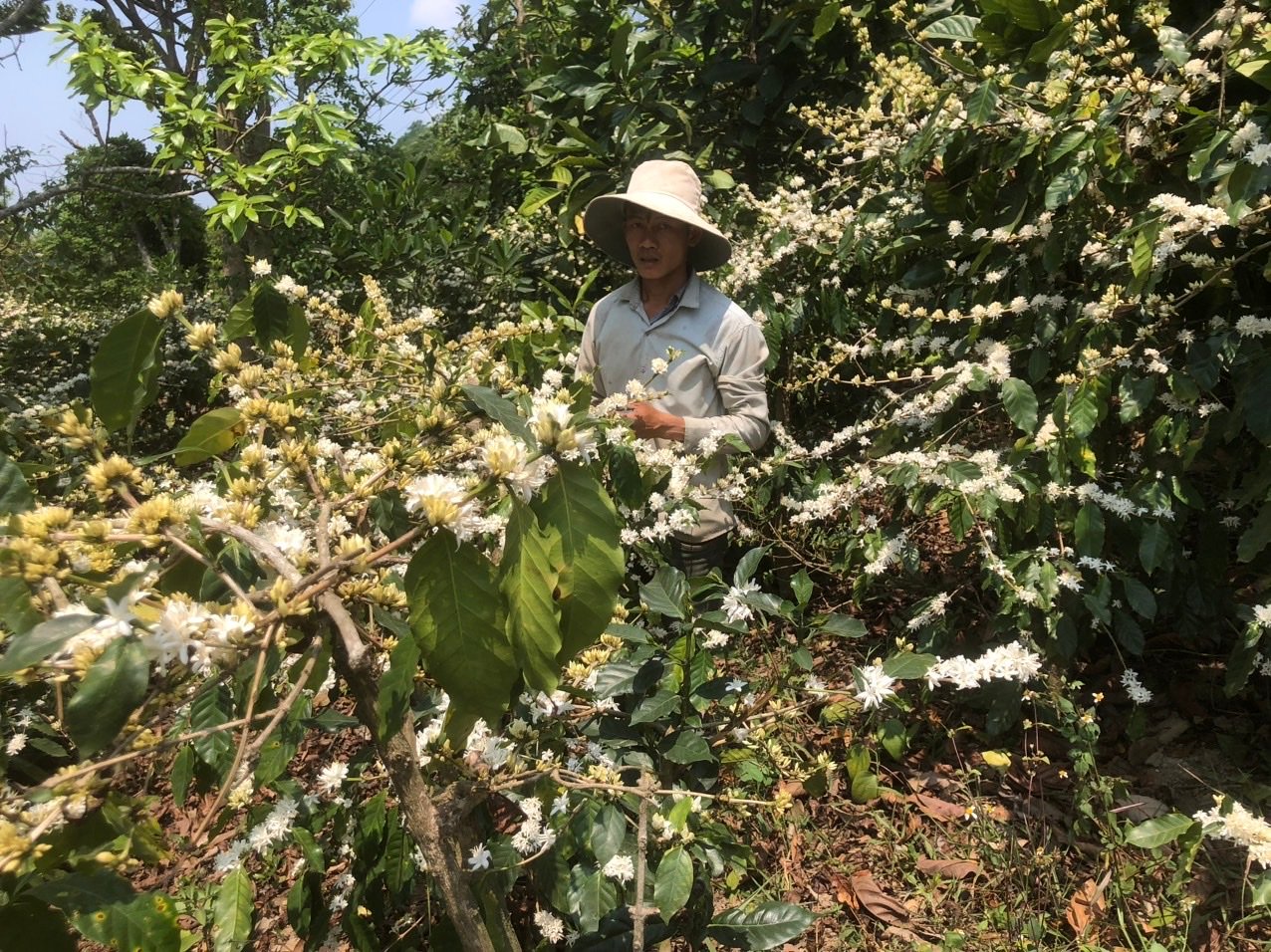 Explore how coffee agroforestry in Vietnam is enhancing biodiversity and boosting the coffee industry's sustainability.