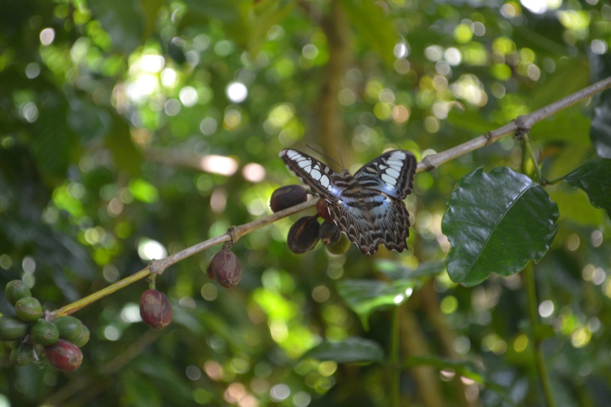 A blue clipper butterfly in Slow Forest