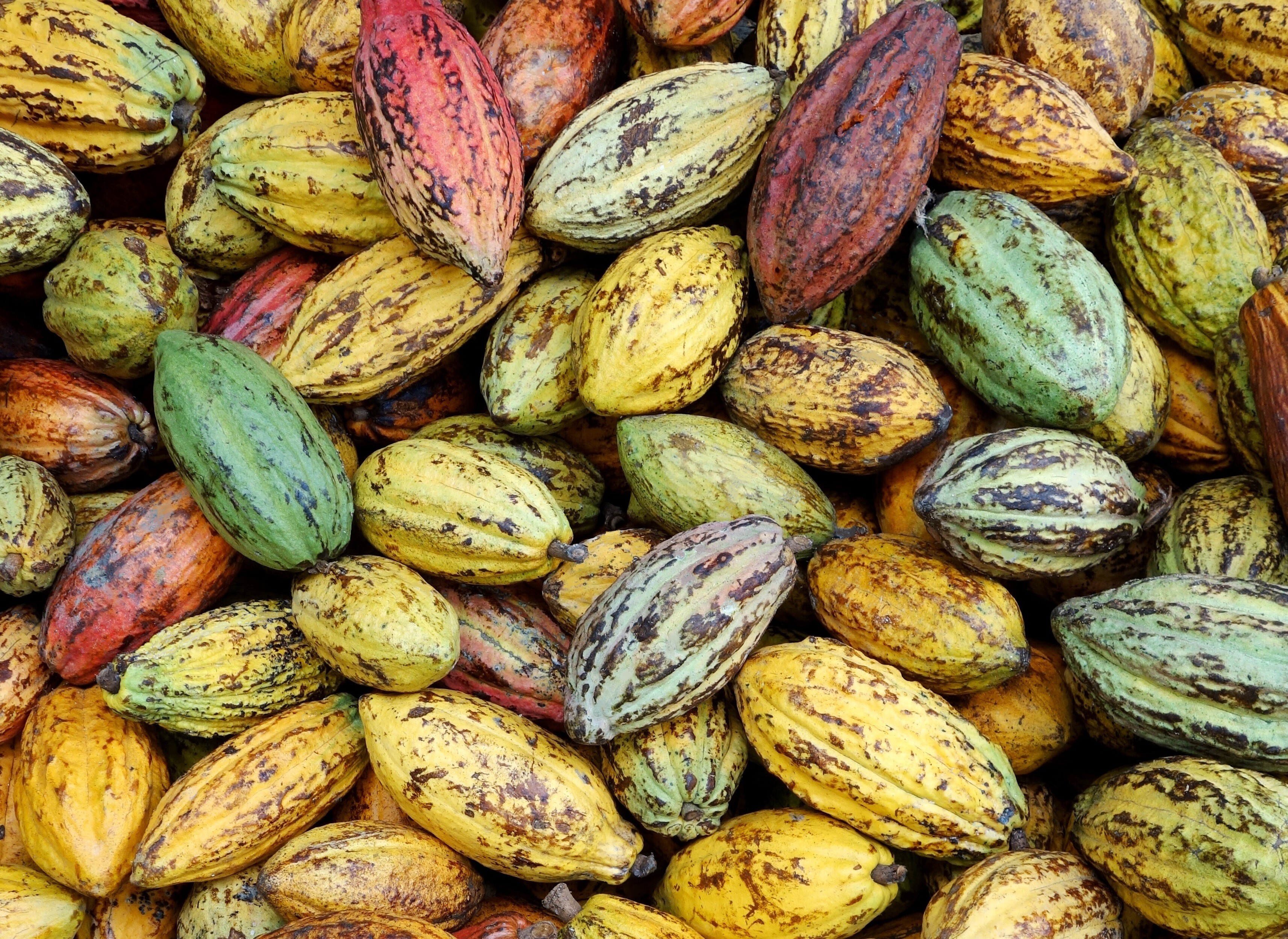 When cacao prices soar, who really profits?