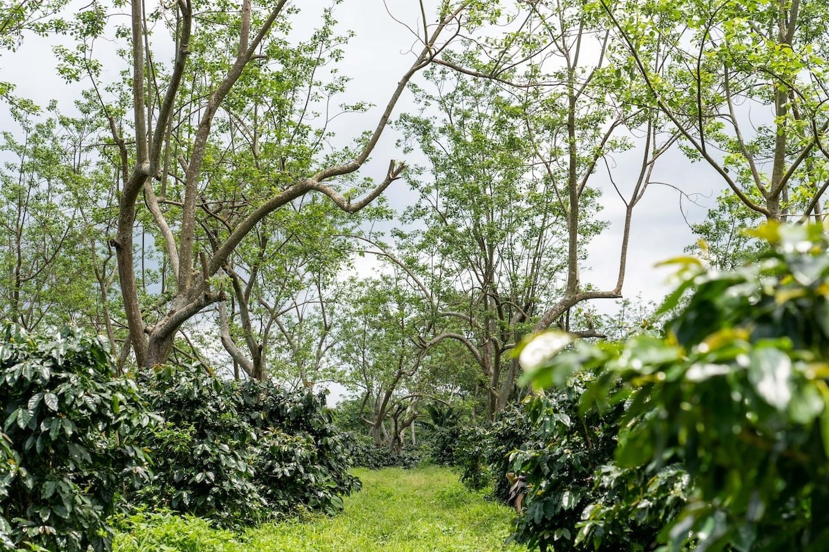 Coffee and Shade trees (temporary shade) Lakkhao farm in Laos