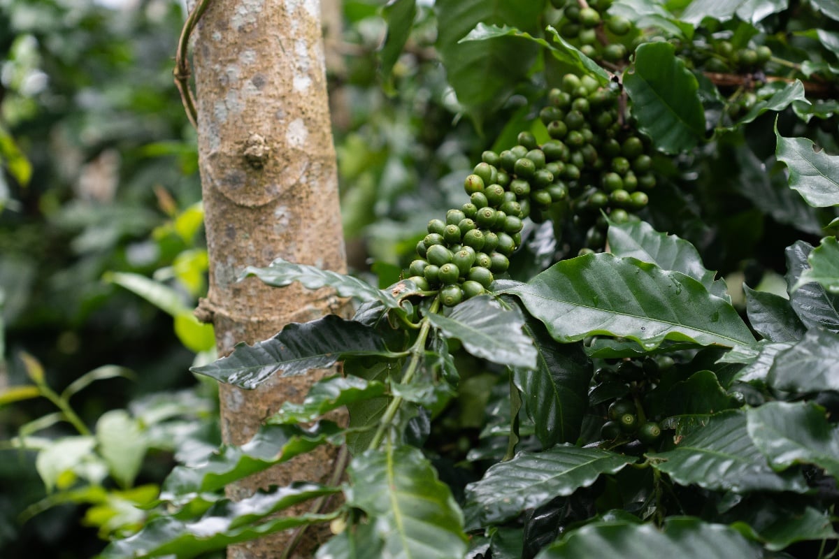 Coffee Tree - What is the 30 by 2030 target?