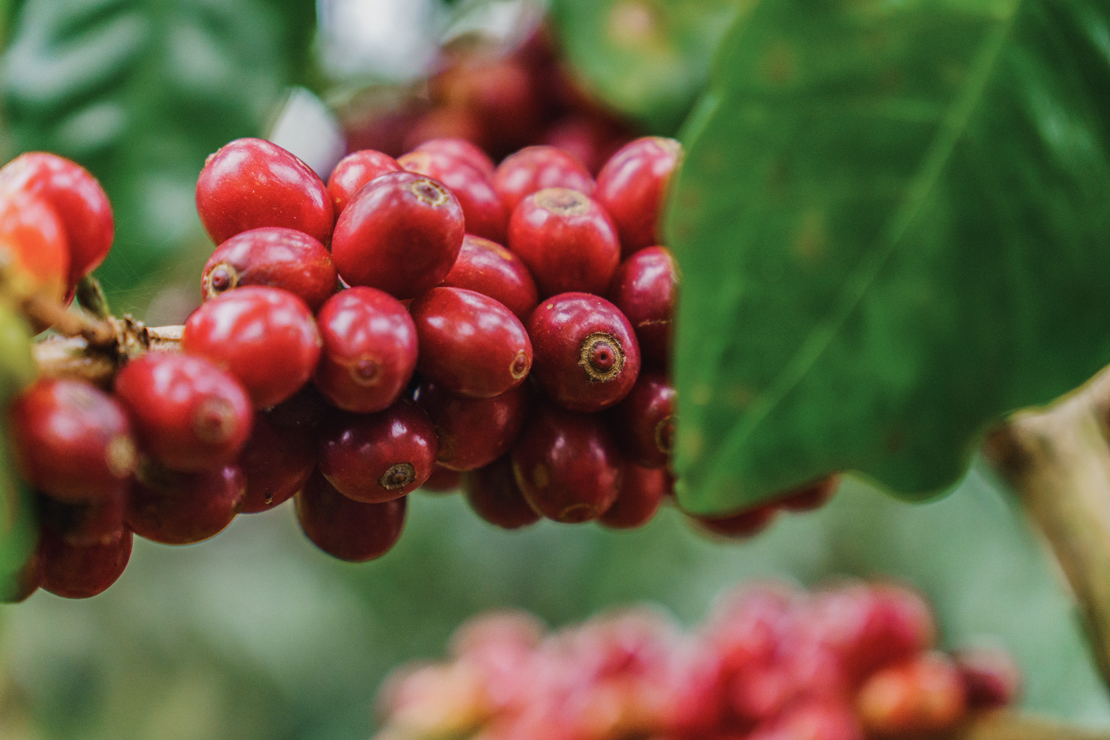 Why are we growing Arabica?