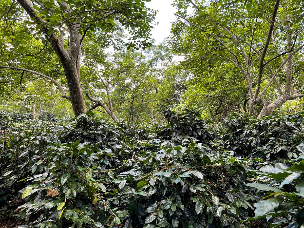 Shade-grown coffee grown under a canopy of trees