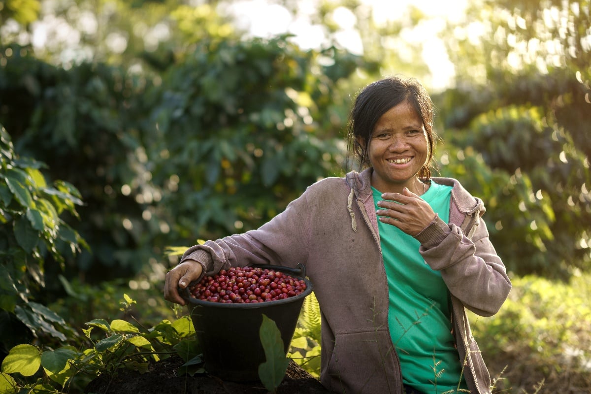 Faces of coffee harvest in Laos