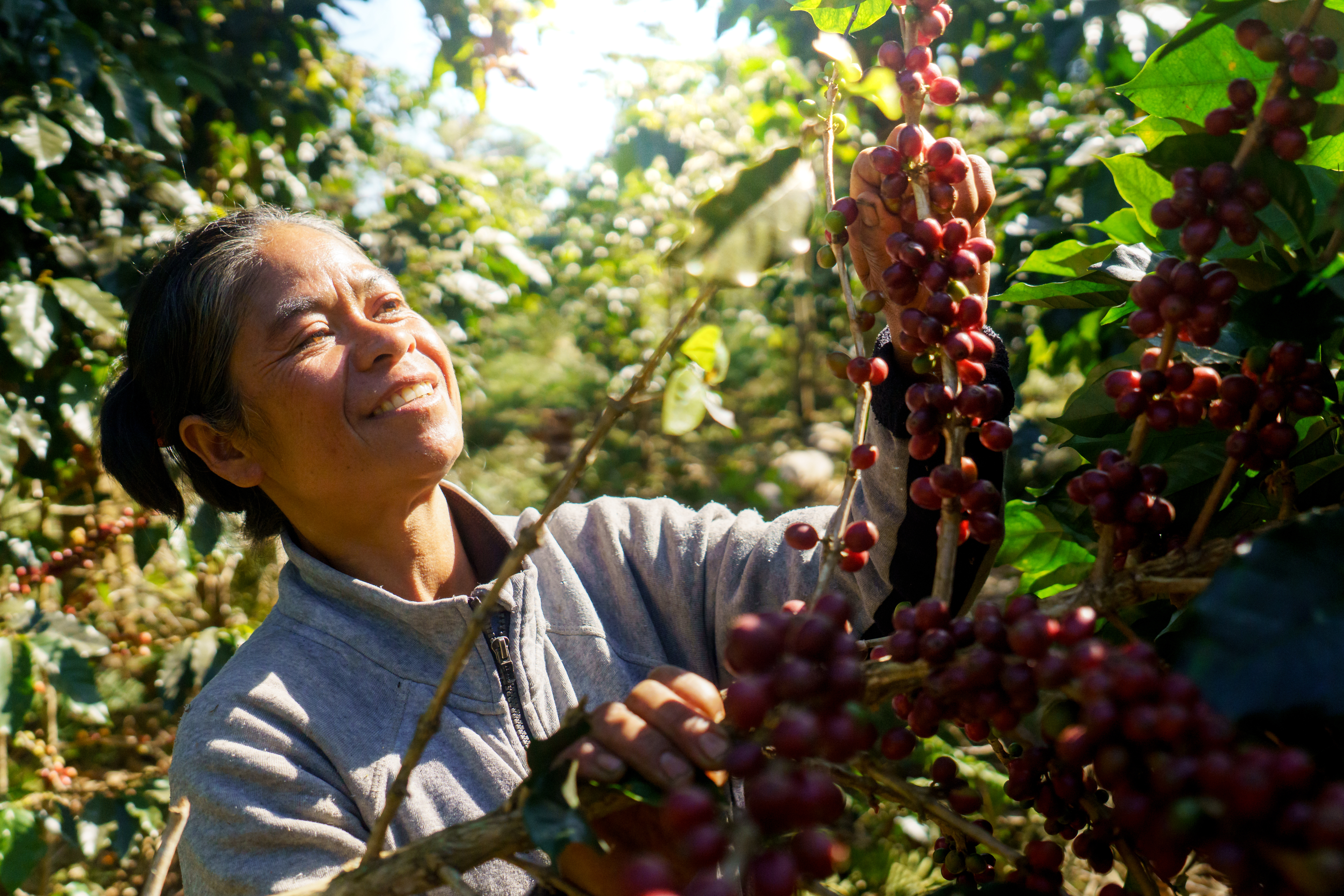 Why regenerative coffee matters now