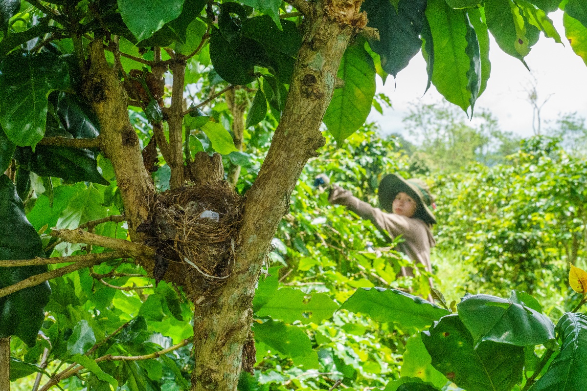 Pruning coffee plant Phouluang farm - What is 30 by 2030 target