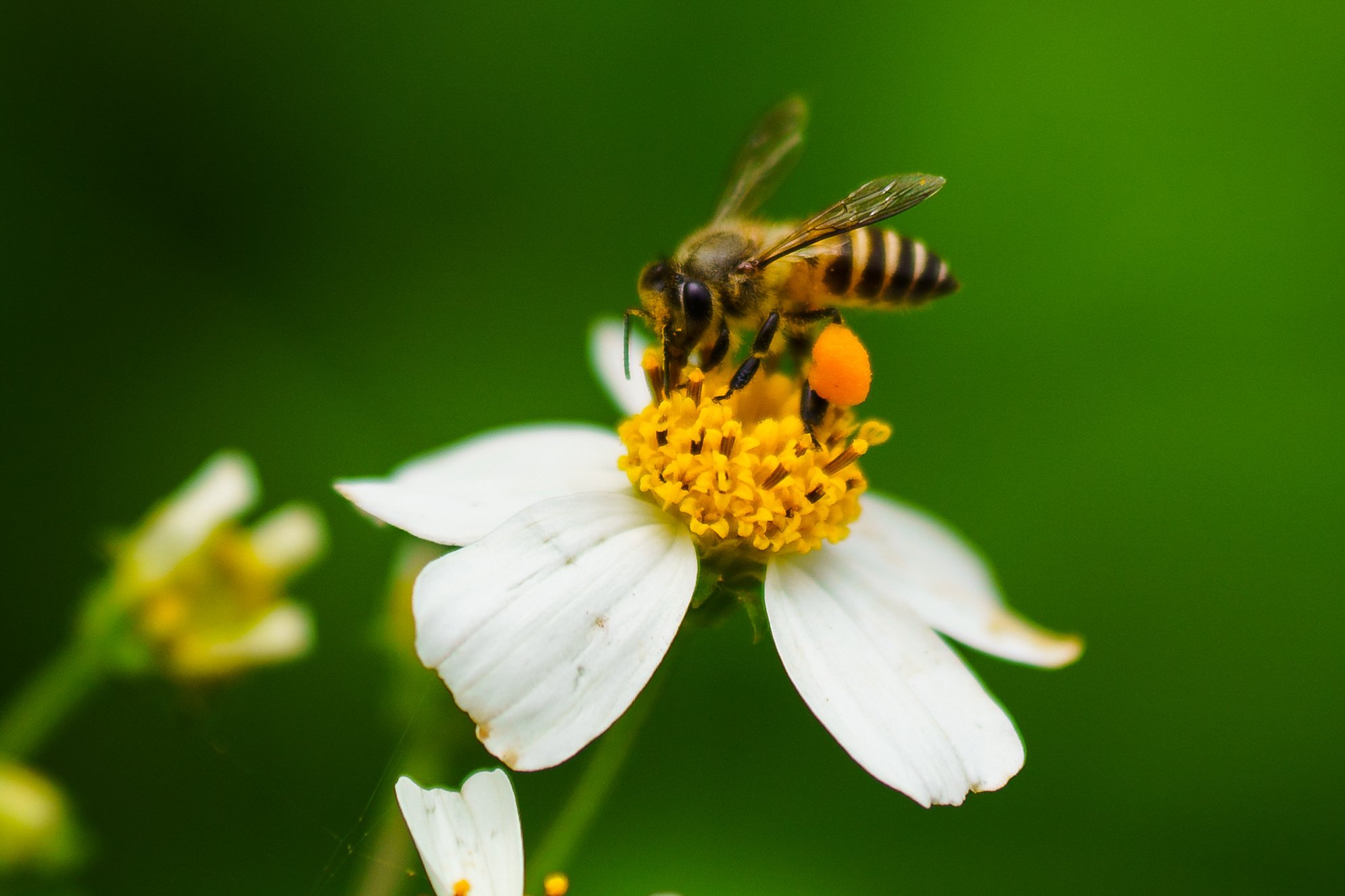 Which pollinators visit our farms?